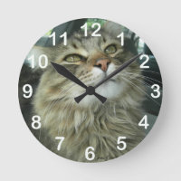 Maine Coon kitty