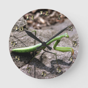 Horloge Ronde Mante attaquante verte sur une roche