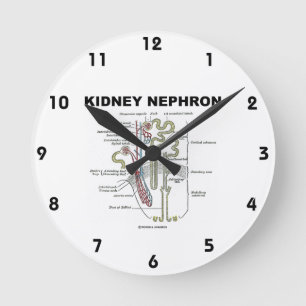 Horloge Ronde Manuel d'anatomie de Kidney Nephron Grey