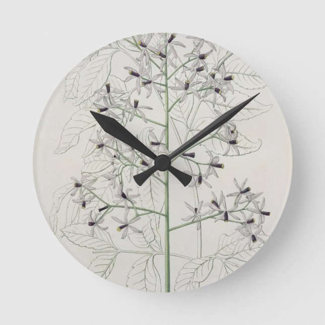 Horloge Ronde Melia Azedarach from 'phytographie medicale' by Jo (Recto)