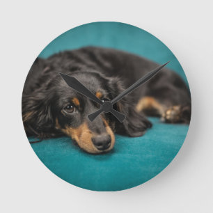 Horloge Ronde Mignet Dachshund Se Pose En Bas