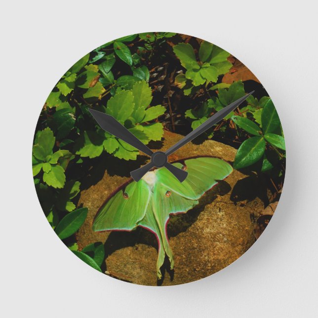 Horloge Ronde Mite de Luna verte géante (Recto)