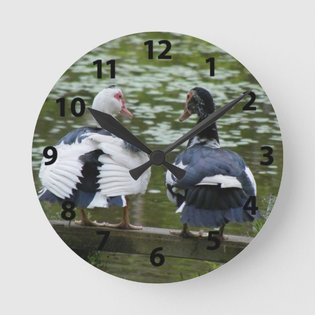 Horloge Ronde Mucovy Ducks Sitting on Bench Clock (Recto)