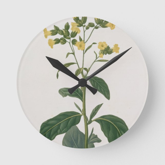 Horloge Ronde Nicotiana de "Phytographie Medicale" par Joseph R (Recto)