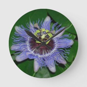 Horloge Ronde Ocoee flower Passiflora caerulea Fleur de passion