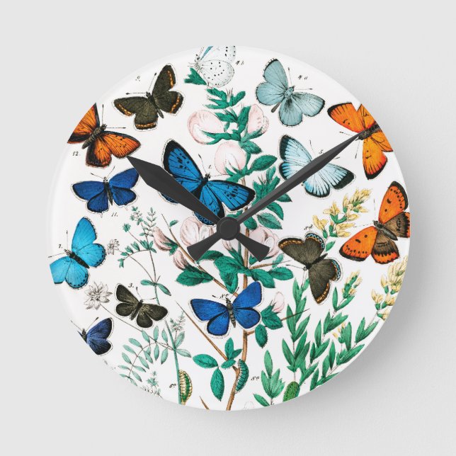 Horloge Ronde Papillons, Caterpillar, William Forsell Kirby (Recto)