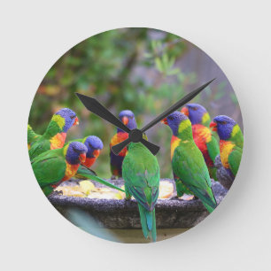 Horloge Ronde Perruches arc-en-ciel colorées mangeant