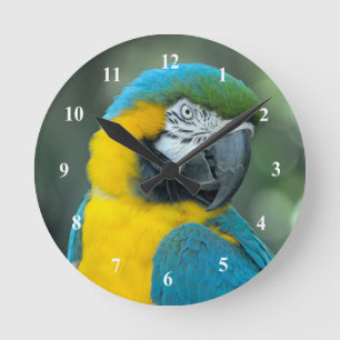 Horloge Ronde Photo bleu macaw et jaune