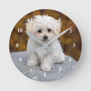 Horloge Ronde Photo de Chiot Blanc Maltais