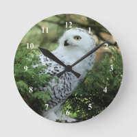 Photo de Chouette blanche de la faune