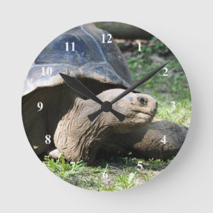Horloge Ronde Photo de tortue de la faune