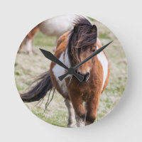 Poney Shetland, îles Shetland