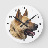 Portrait d'Alsatian German shepherd