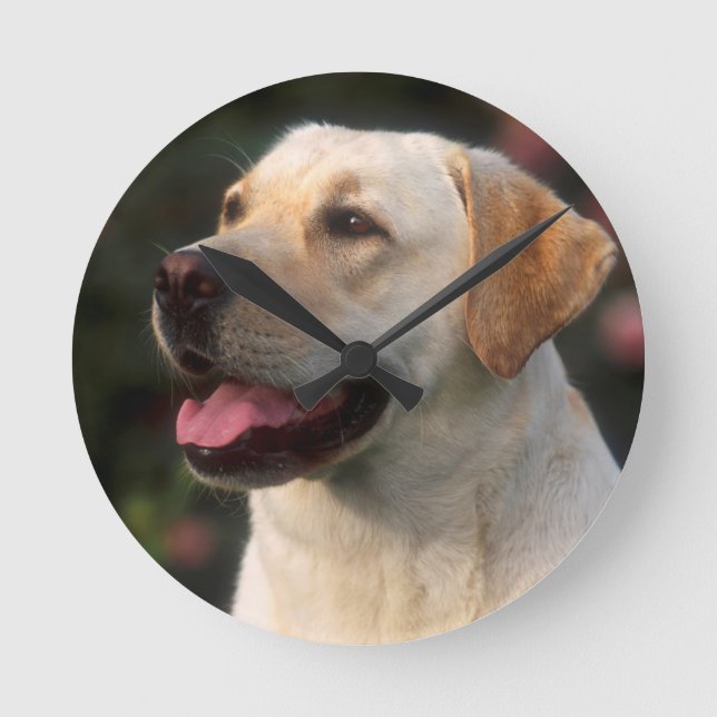Horloge Ronde Portrait de labrador retriever, Hilton (Recto)