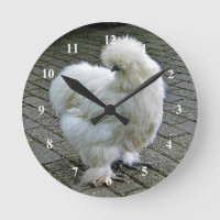 Poulet blanc Silkie Photo