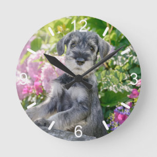 Horloge Ronde Puppy de Schnauzer dans un Flowering Garden -