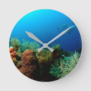 Horloge Ronde Récif corallien, parc national de Dry Tortugas, Fl