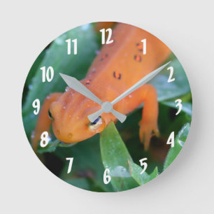 Horloge Ronde Rouge Eft Orange Salamander Nature