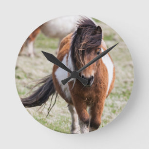 Horloge Ronde Shetland Pony, Shetland Islands, Écosse
