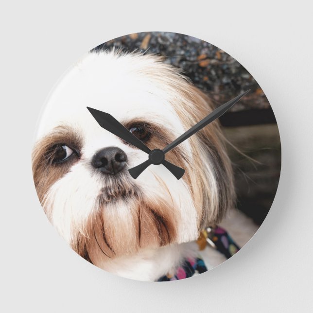 Horloge Ronde Shih Tzu (Recto)