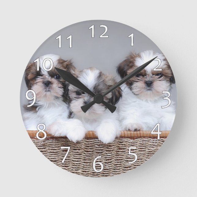 Horloge Ronde Shih Tzu puppies (Recto)