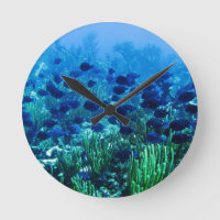 Shoal of Blue Discus Fish