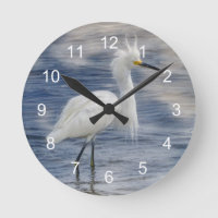 Snowt Egret Animale Faune