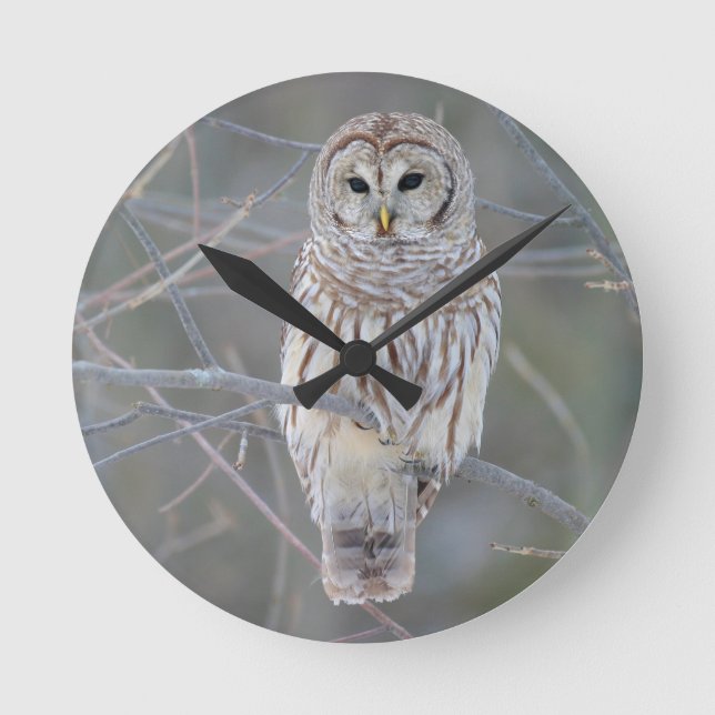 Horloge Ronde Strix Varia de hibou barré (Recto)