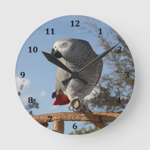Horloge Ronde Superbe perroquet gris africain