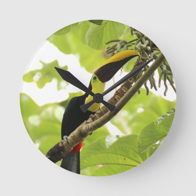 Horloge Ronde Swainson Toucan Exotic Bird (Recto)