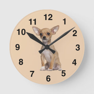 Horloge Ronde Tan and White Chihuahua