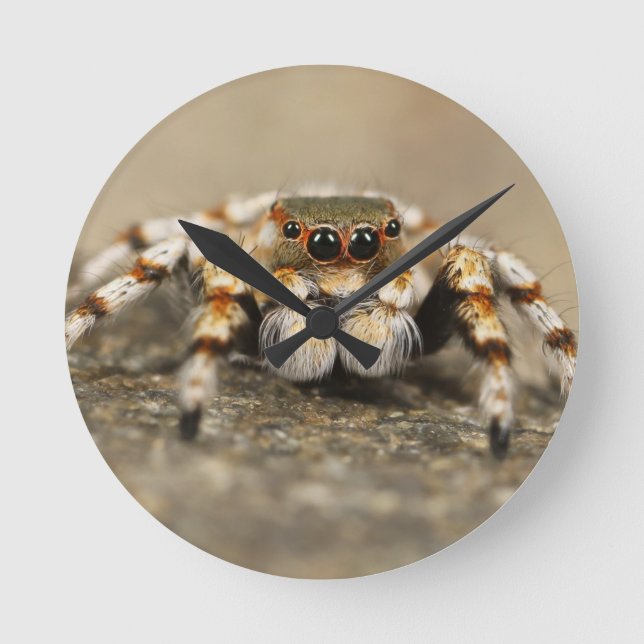 Horloge Ronde Tarantula Jumping Bird Spider fantastiques accesso (Recto)