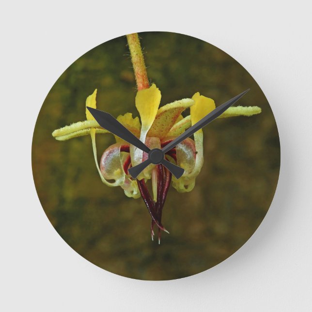 Horloge Ronde Theobroma Cacao Arbre Fleur (Recto)