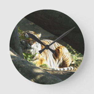 Horloge Ronde Tiger Catnap