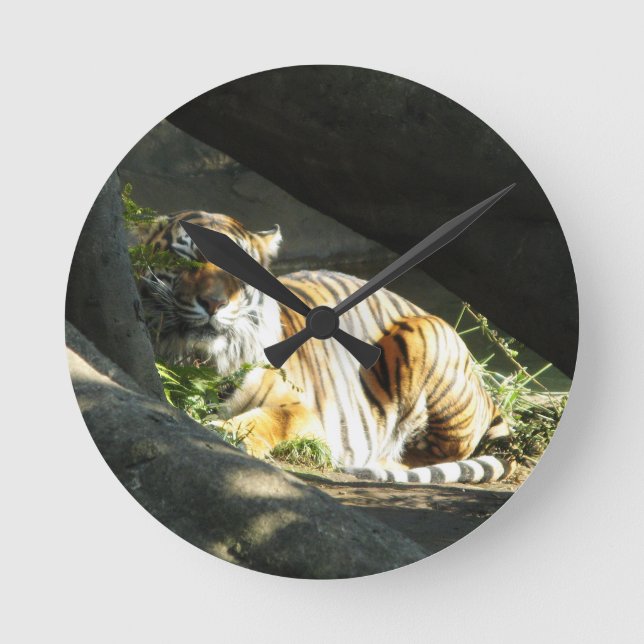 Horloge Ronde Tiger Catnap (Recto)
