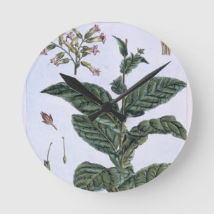 Horloge Ronde Tobacco plant, plate 7, from 'Collection Precieuse