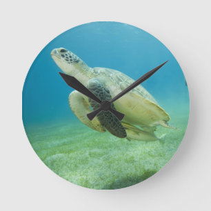 Horloge Ronde Tortue