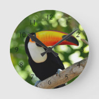 Toucan