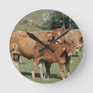 Horloge Ronde Vache du Limousin léchant son veau