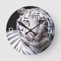 White Bengal Tiger Photographe