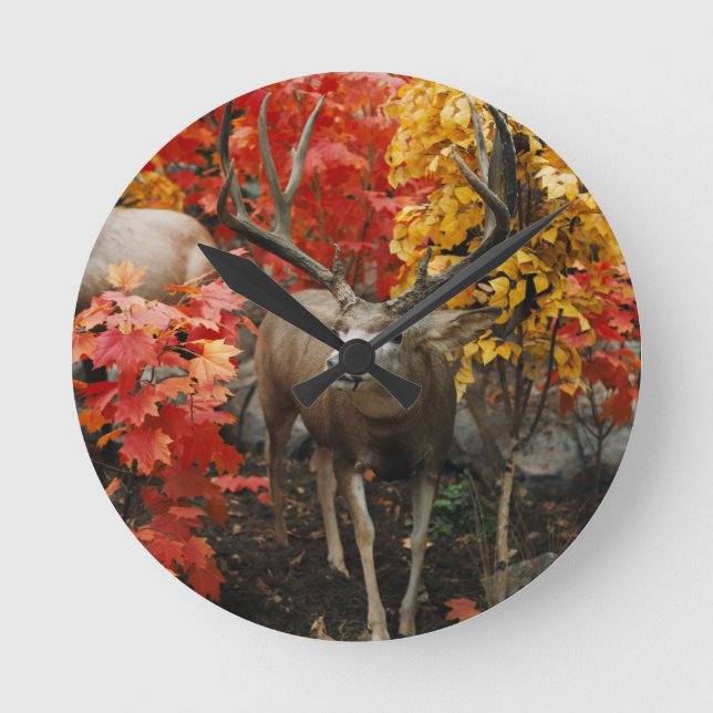 Horloge Ronde Whitetail En Automne (Recto)