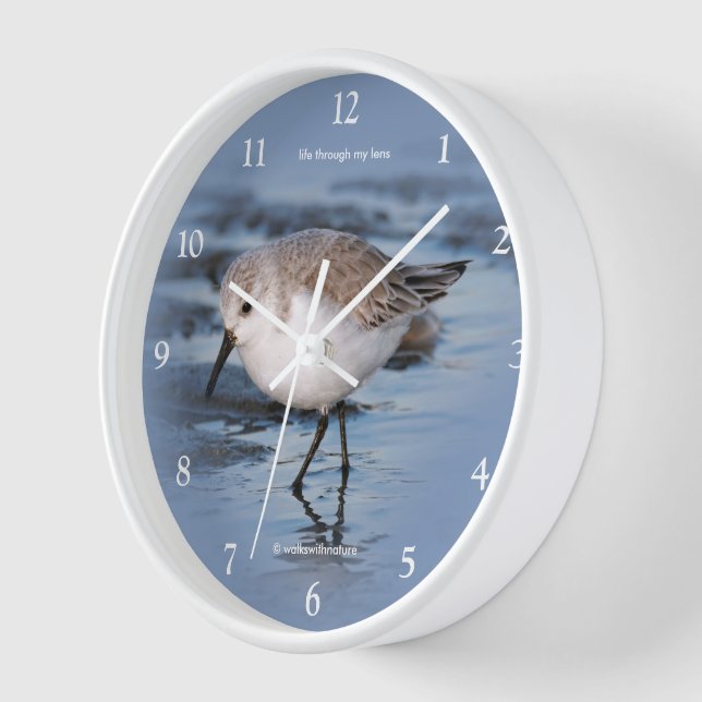 Horloge Shorebird Randing a Winter Beach (Angle)