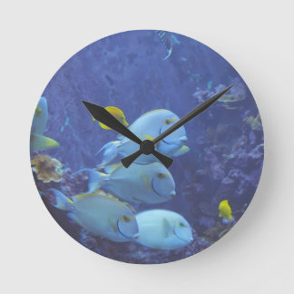 Horloge tropicale des poissons