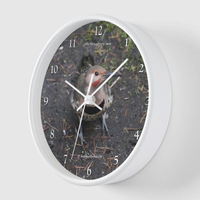 Horloge Vue de l'oeil d'oiseaux du pic-blanc de Flicker du (Angle)