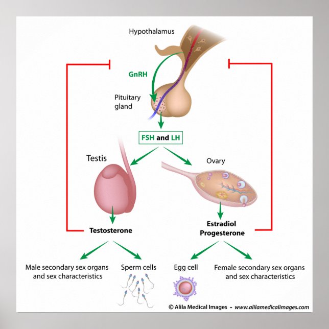 Hormonal control of puberty in boys and girls poster (Front)