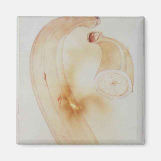 Horn Plantain Magnet (Front)