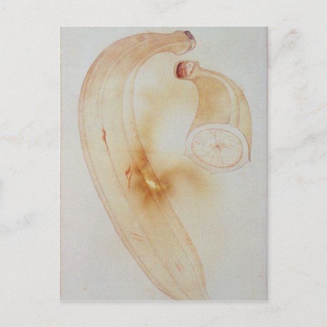 Horn Plantain Postcard (Front)