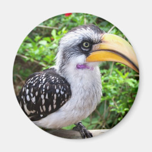 Hornbill bird close up looking at camera magnet