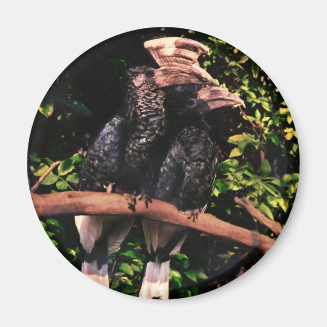 Hornbills In Love Magnet (Front)