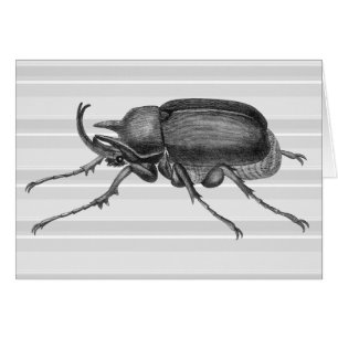 Horned Beetle from Diderot's Encylopaedia